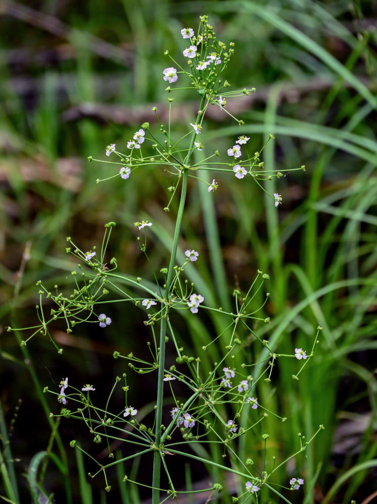 Изображение особи Alisma plantago-aquatica.
