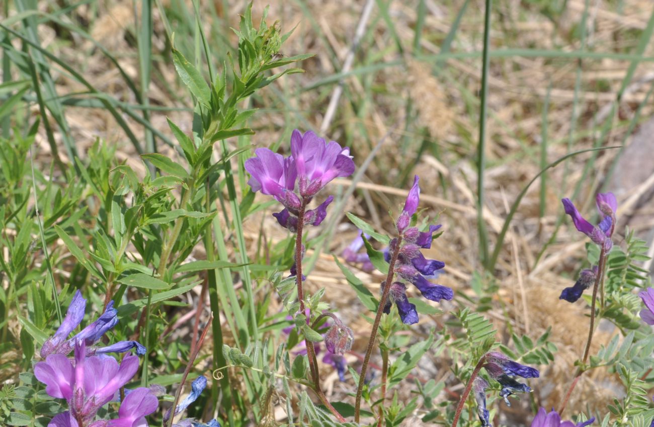 Изображение особи Vicia alpestris.