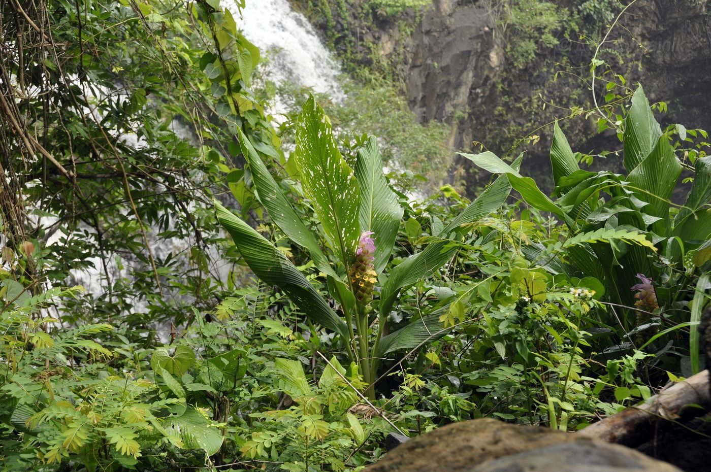 Image of genus Curcuma specimen.