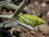 Sideritis catillaris
