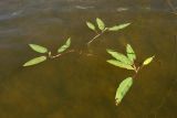 Persicaria amphibia. Вегетативные побеги. Беларусь, Витебская обл., окр. пос. Езерище, оз. Езерище у западного побережья, прибрежное мелководье. 20.07.2024.