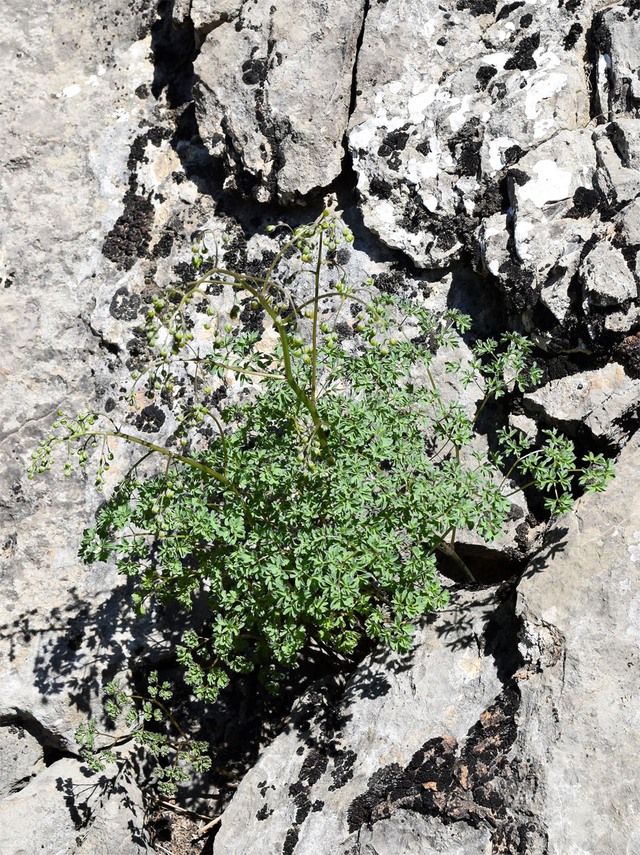 Изображение особи Thalictrum isopyroides.