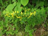 Chamaecytisus hirsutus