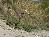 Potentilla taurica
