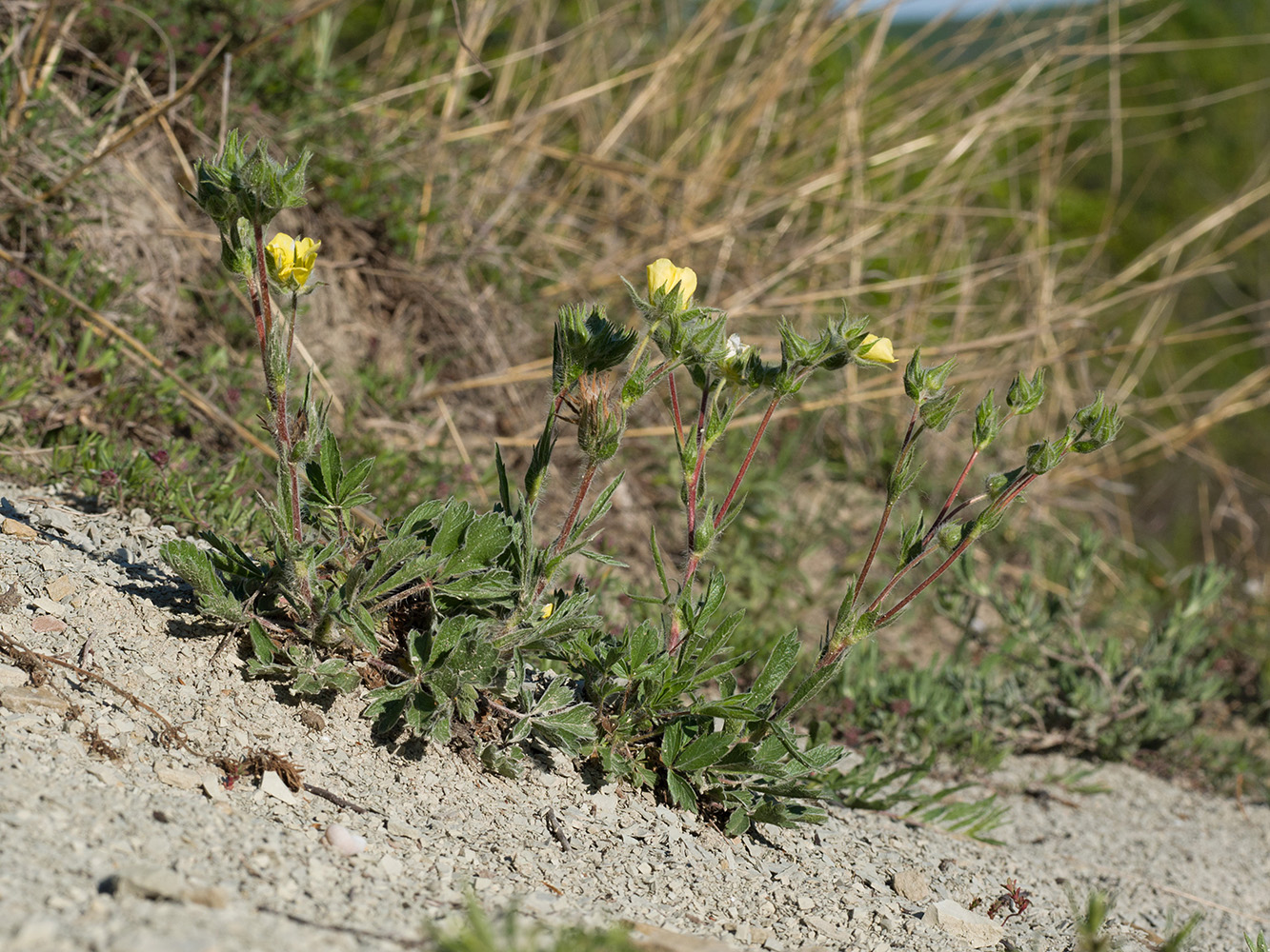 Image of Potentilla taurica specimen.