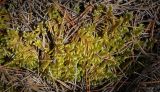 Rhytidium rugosum