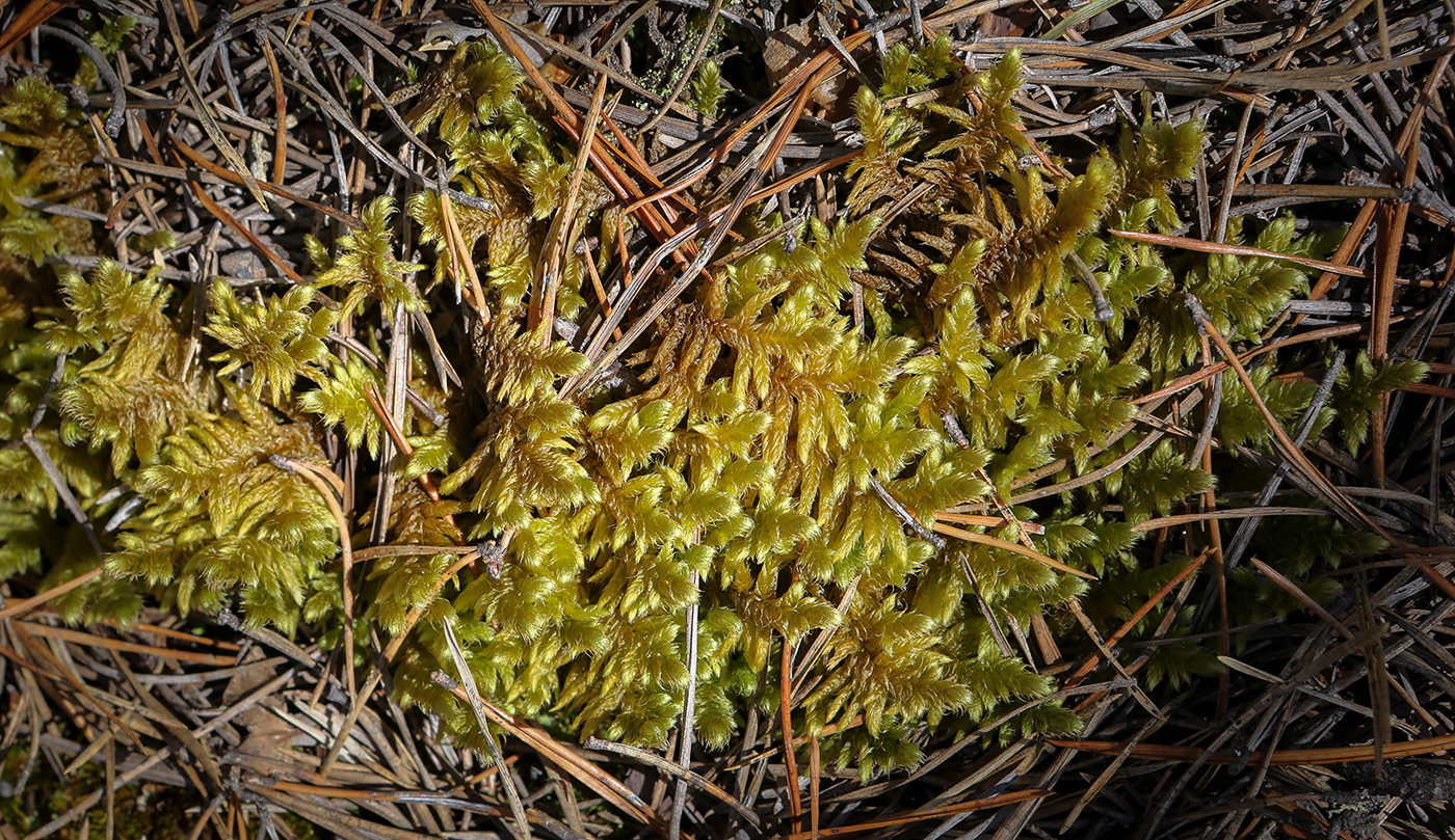 Image of Rhytidium rugosum specimen.