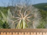 Tragopogon brevirostris. Соплодие с частично облетевшими семянками. Краснодарский край, Крымский р-н, окр. ст-цы Неберджаевская, гора Долгая, ≈ 300 м н.у.м., остепнённый луг. 14.05.2025.