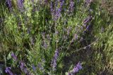 семейство Lamiaceae. Цветущие растения. Грузия, Самцхе-Джавахети, окр. с. Хертвиси, подножие правого борта долины р. Кура, на склоне. 17 мая 2025 г.