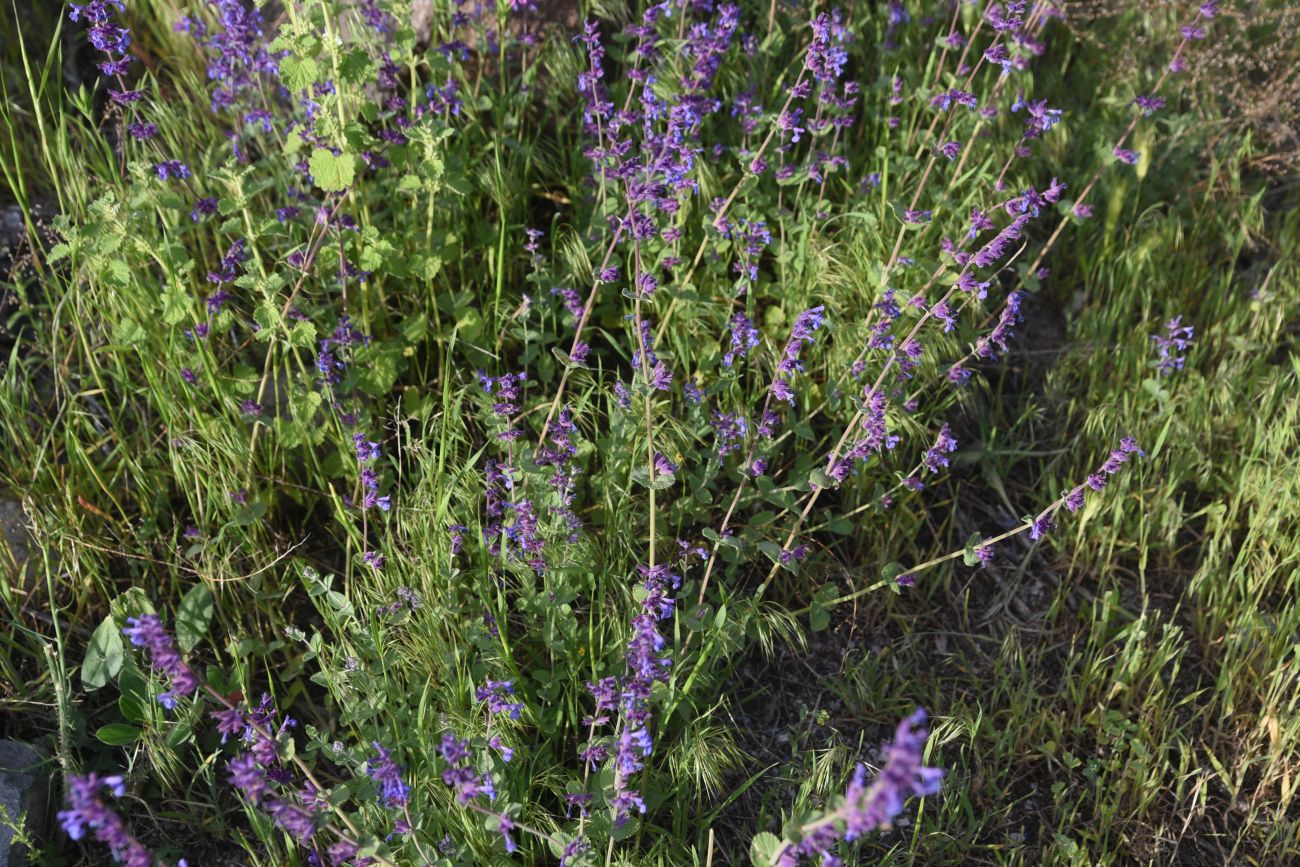 Image of familia Lamiaceae specimen.