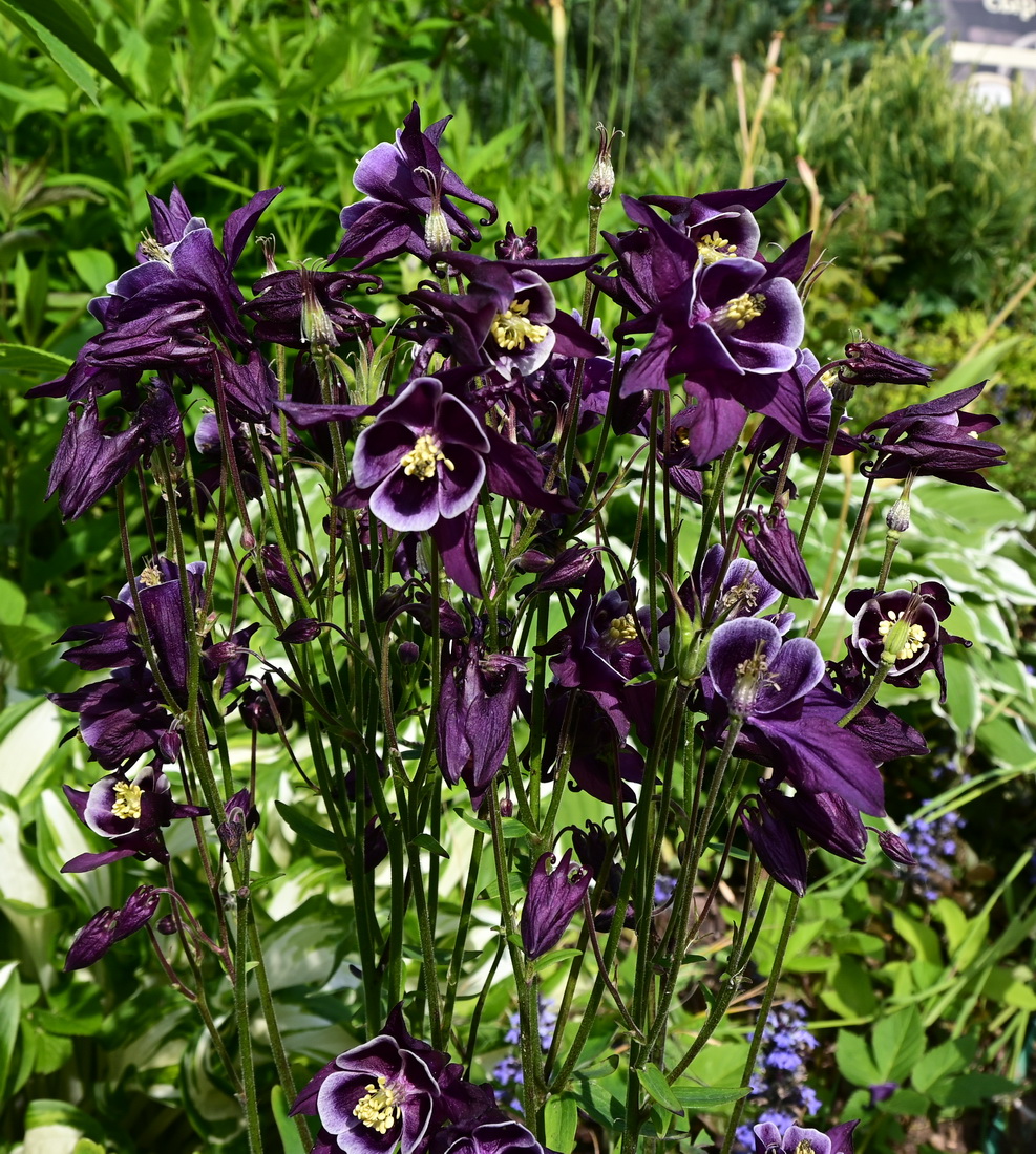 Изображение особи род Aquilegia.