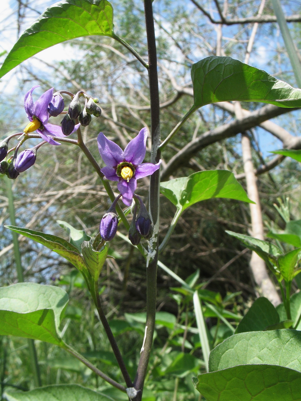 Изображение особи Solanum kitagawae.