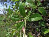 Rubia tinctorum