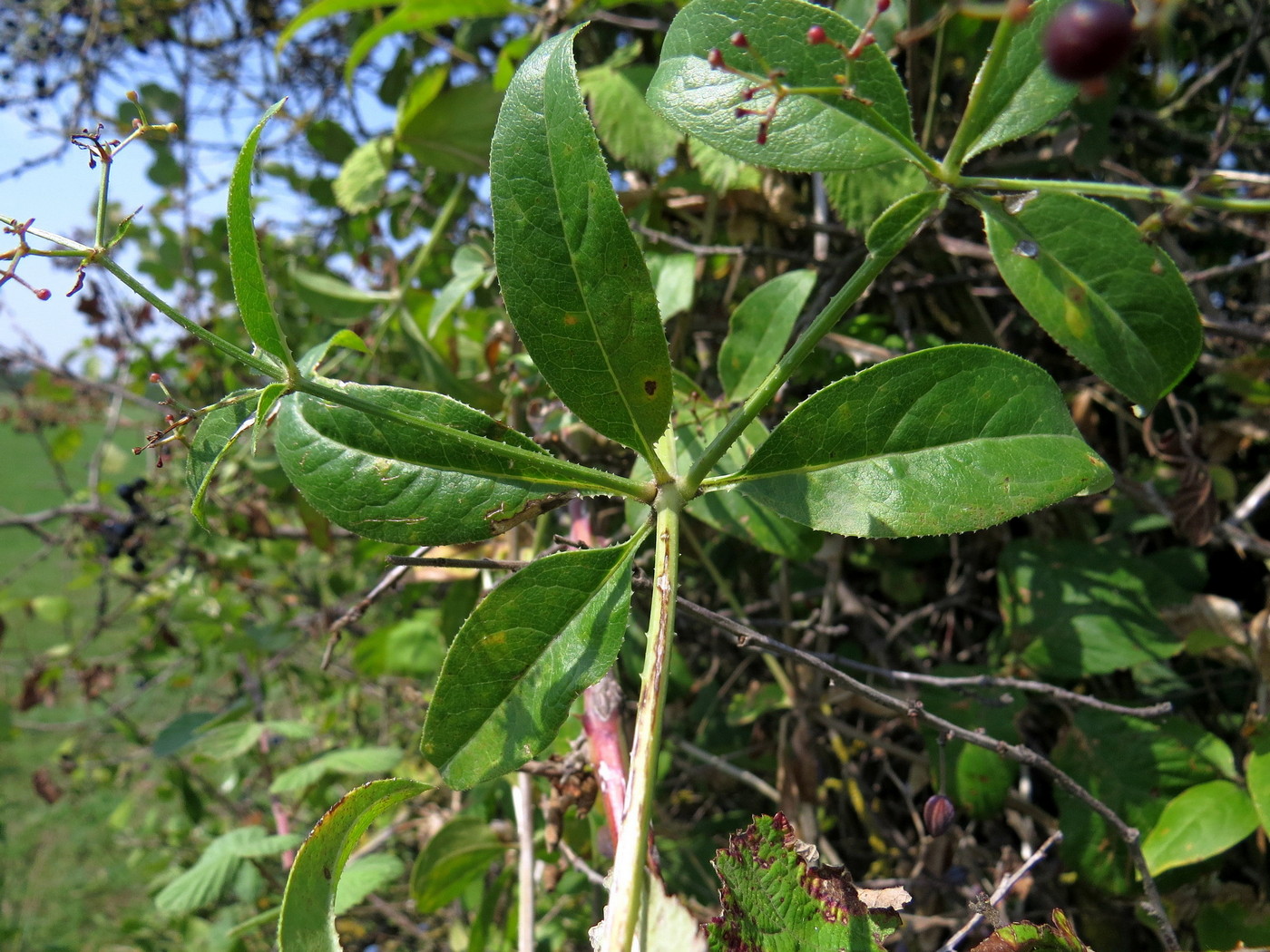 Image of Rubia tinctorum specimen.