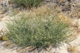 Chenopodium album