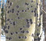 Populus tremula. Часть ствола взрослого дерева. Окр. Архангельска, лес. 19.03.2010.