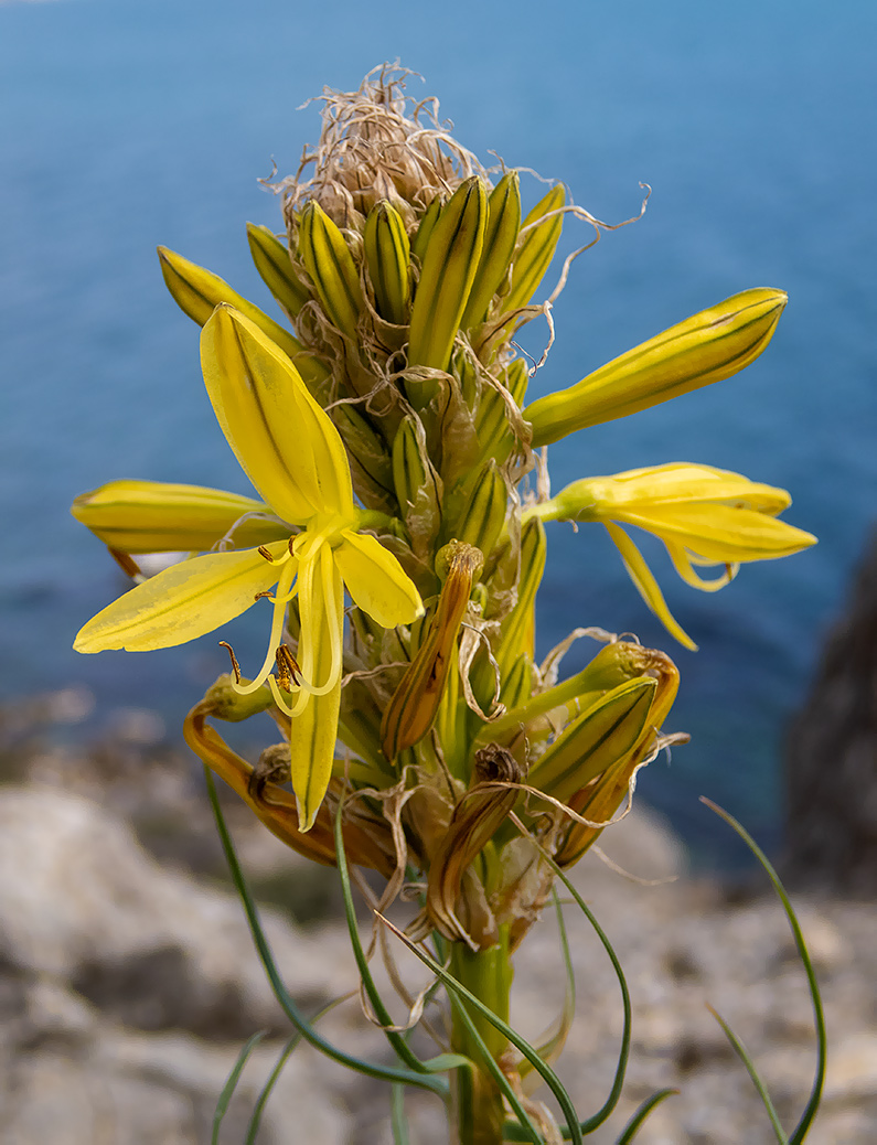 Image of Asphodeline lutea specimen.