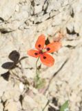 genus Papaver