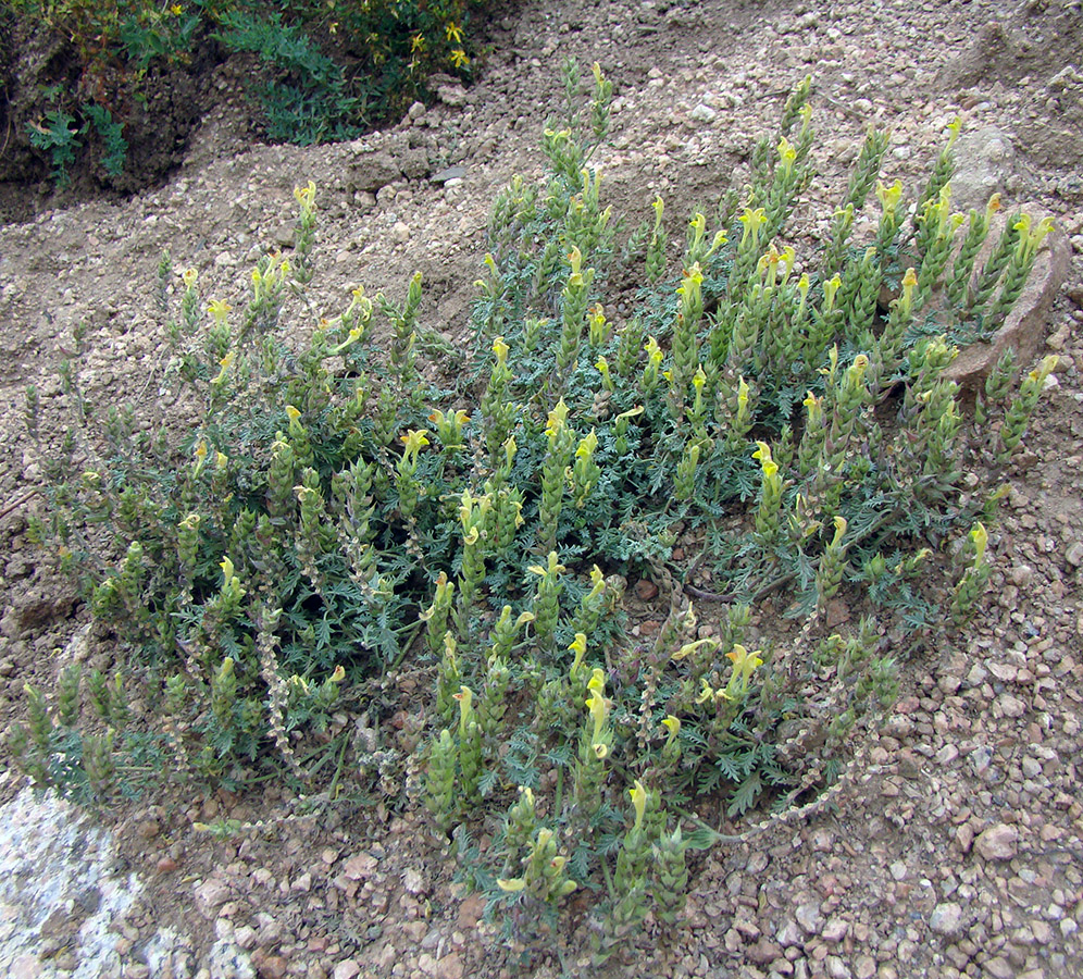Image of Scutellaria botbaevae specimen.