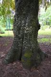 Fagus sylvatica