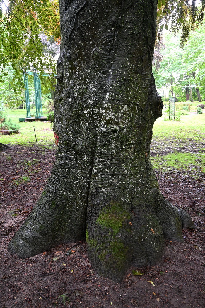 Image of Fagus sylvatica specimen.