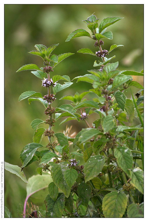 Image of Mentha arvensis specimen.