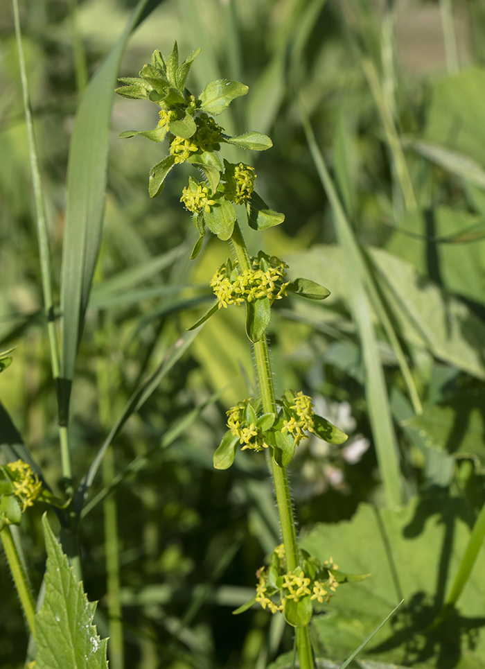 Image of genus Cruciata specimen.