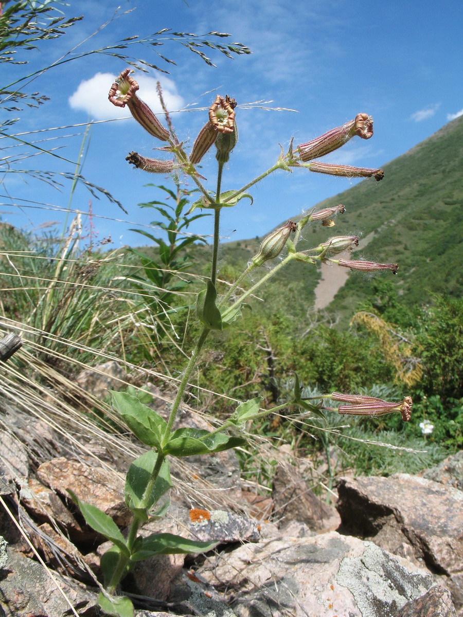 Изображение особи Silene turkestanica.