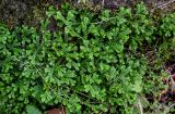 Selaginella kraussiana. Верхушки вегетирующих растений. Португалия, Азорские о-ва, о-в Сан-Мигел, р-н Порту-Формозу, опушка смешанного леса. 12.08.2025.