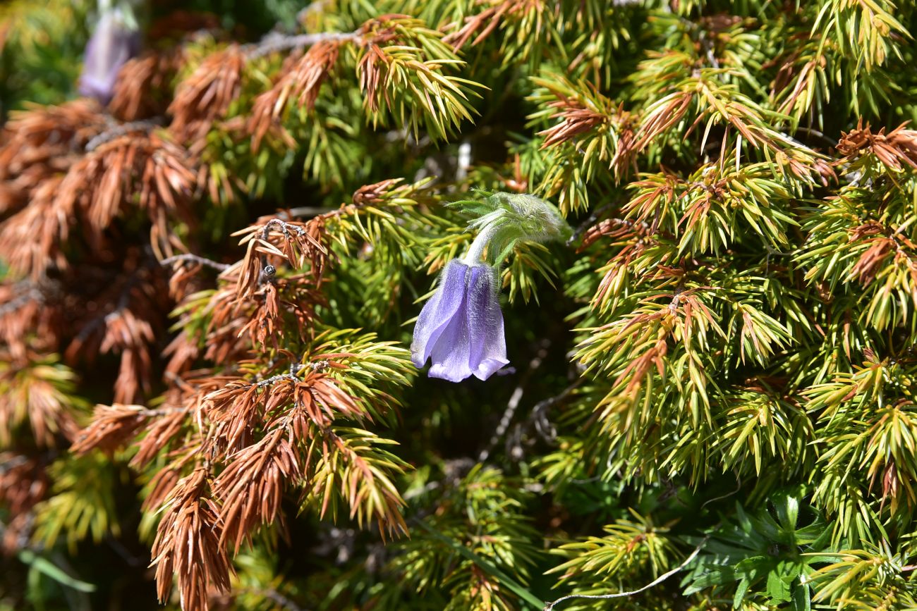Изображение особи Pulsatilla violacea.