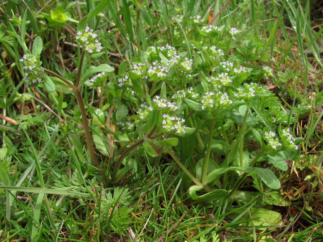 Изображение особи Valerianella turgida.