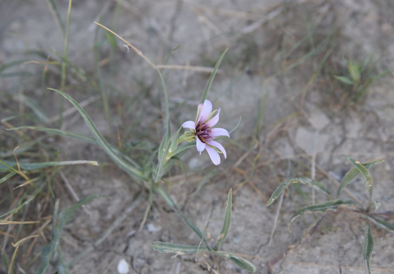 Image of genus Tragopogon specimen.