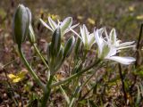 Ornithogalum navaschinii. Соцветие. Крым, окр. г. Судак, ур. Алчак-Кая, каменистый слабо задернованный ю.-в. склон. 17.04.2025.