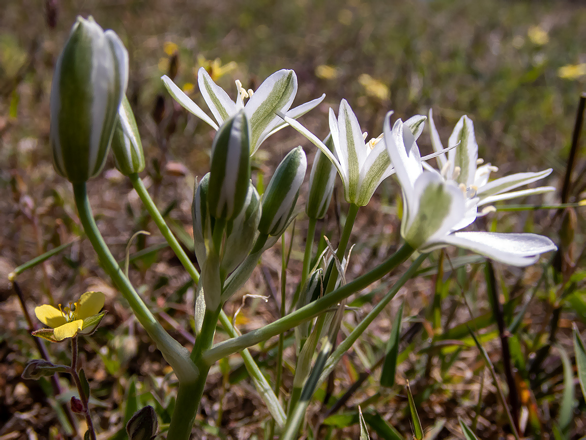 Изображение особи Ornithogalum navaschinii.