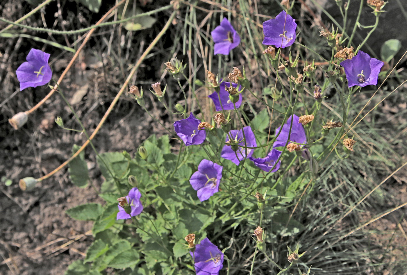 Изображение особи Campanula carpatica.