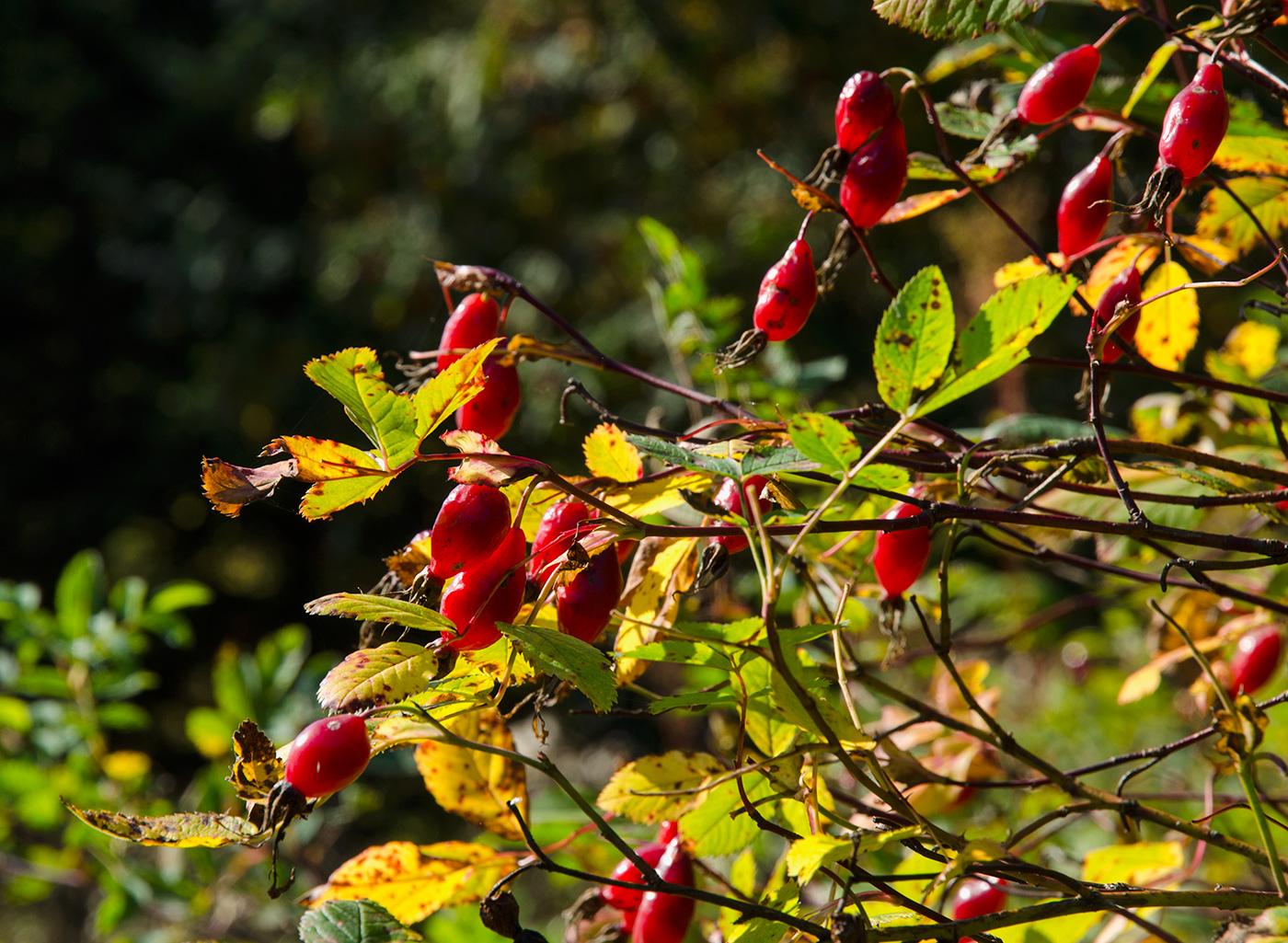 Image of genus Rosa specimen.