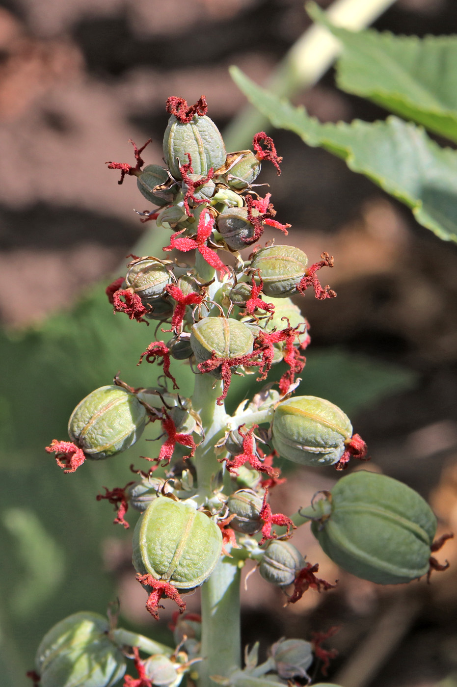 Image of Ricinus communis specimen.