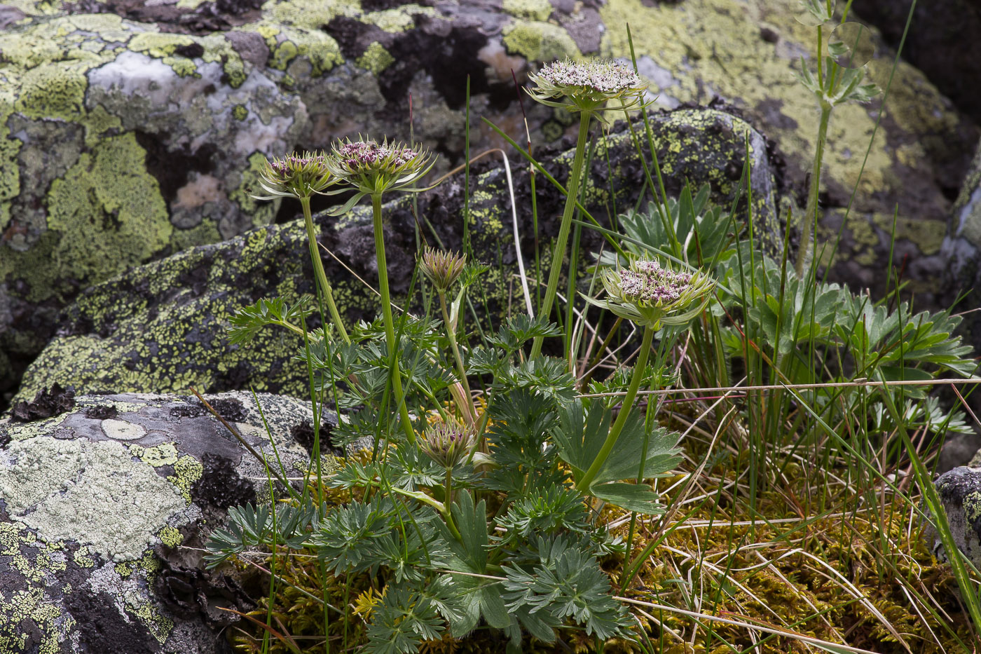 Image of familia Apiaceae specimen.