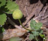 Erythronium caucasicum. Плод. Абхазия, Гагрский р-н, 1850 м н.у.м., каменистый субальпийский луг. 12.06.2025.