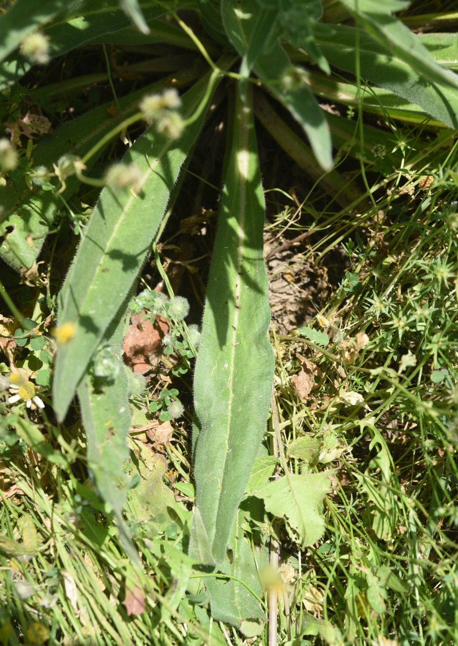 Image of Echium biebersteinii specimen.
