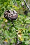 Rosa canina. Верхушка побега с галлом. Крым, окр. с. Запрудное, лавандовое поле. 14.07.2021.