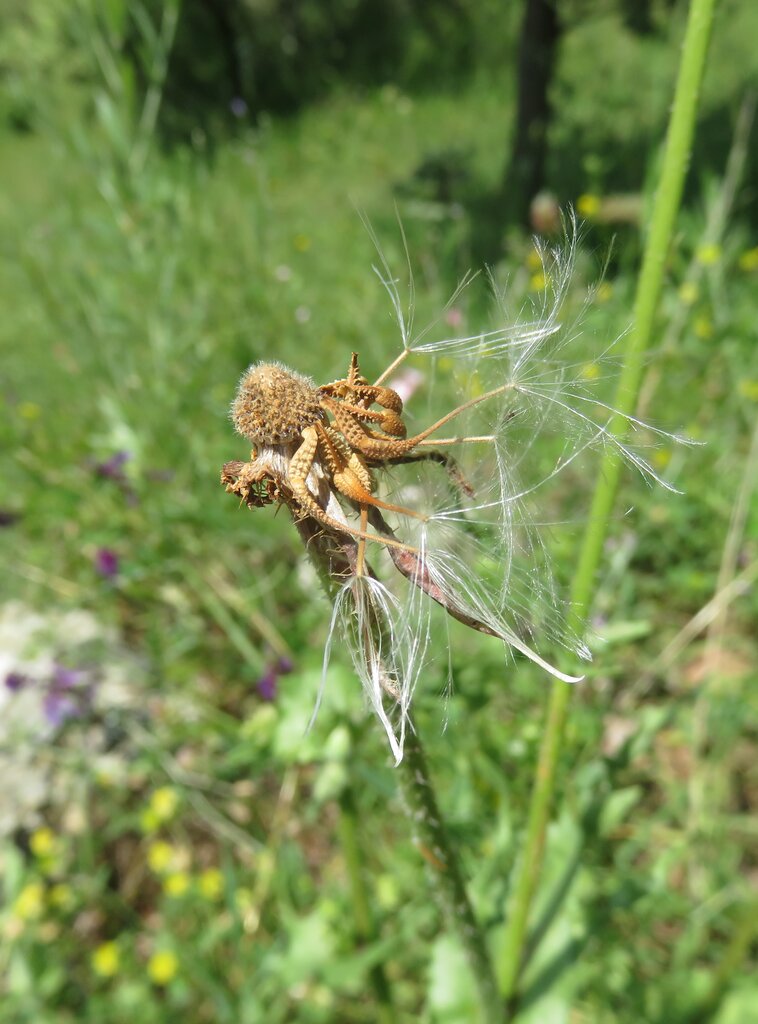 Image of Urospermum picroides specimen.