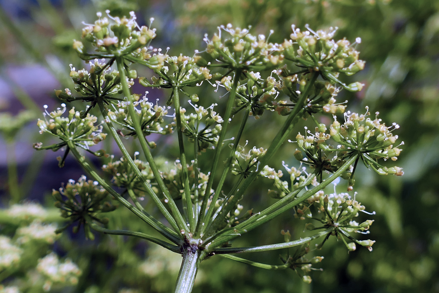 Изображение особи Petroselinum crispum.