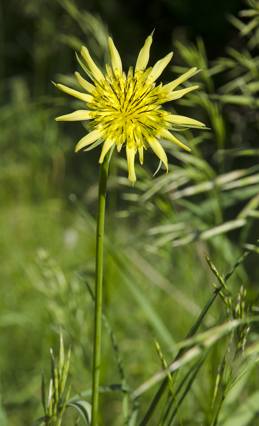 Image of Tragopogon pratensis specimen.