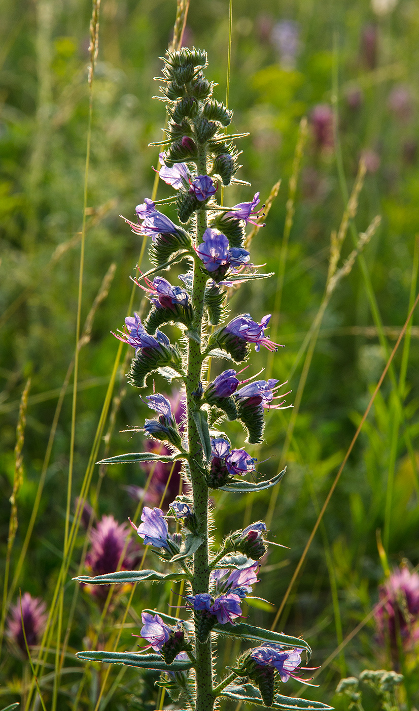 Изображение особи Echium vulgare.