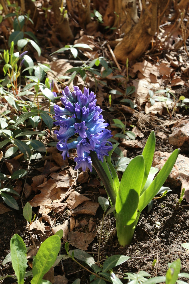 Изображение особи Hyacinthus orientalis.
