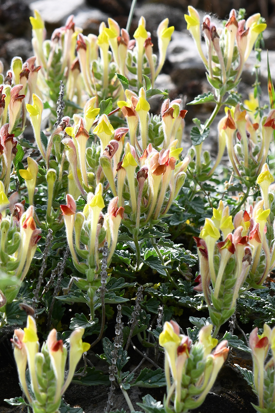 Image of Scutellaria oxystegia specimen.
