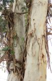 Eucalyptus viminalis. Части стволов с отслаивающйся корой. Краснодарский край, Черноморское побережье Кавказа, г. Сочи, Дендрарий. 17 марта 2025 г.