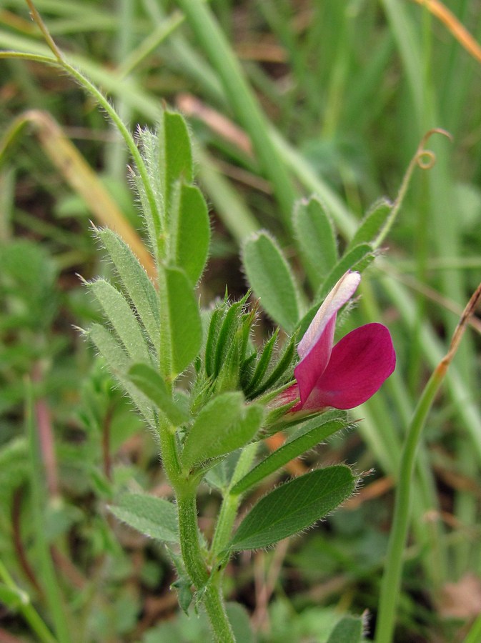 Image of Vicia cordata specimen.