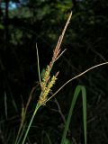 Carex cuspidata. Верхушка плодоносящего побега. Краснодарский край, окр. г. Адлер, широколиственный лес. 30.06.2024.